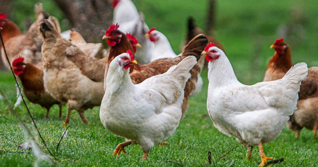 Autoridades ordenan sacrificio de 600 mil gallinas tras brote de influenza aviar