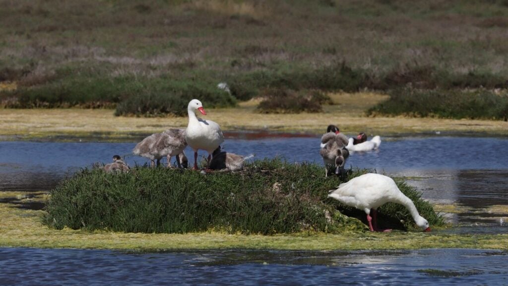 SAG confirma influenza aviar en aves silvestres de Valparaíso y llama a reforzar bioseguridad