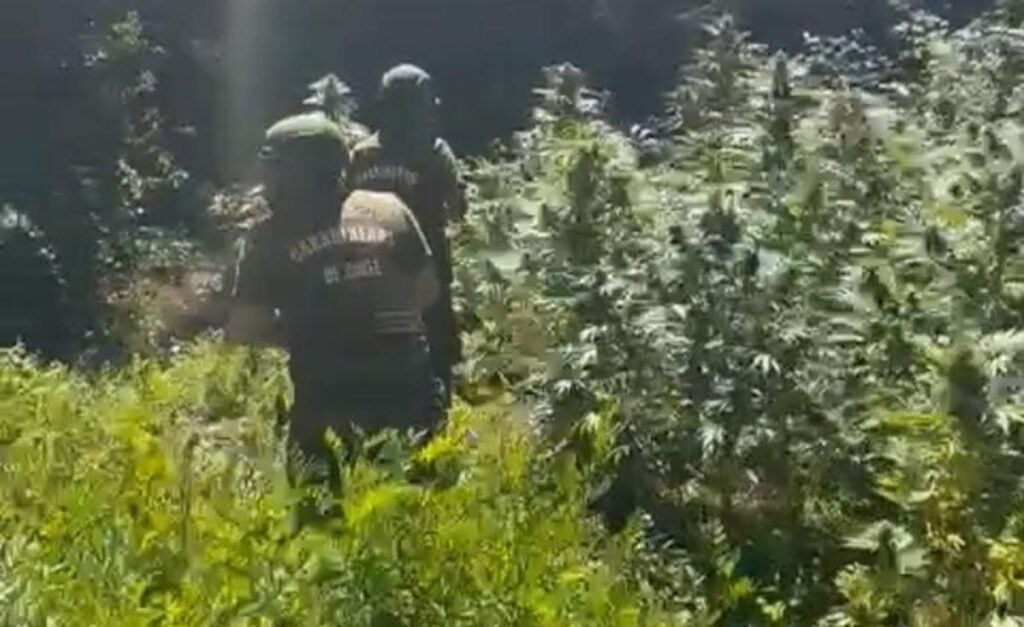 Carabineros incauta 115 plantas de marihuana ocultas en una quebrada de Licantén
