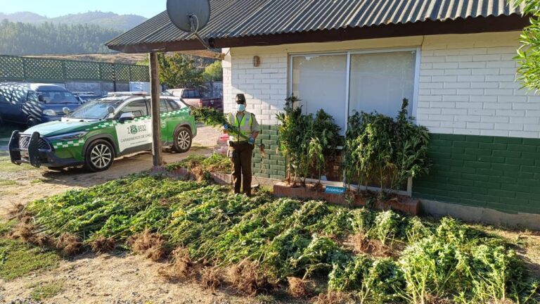 Licantén: Carabineros decomisa 110 plantas de marihuana tras denuncia de trabajador forestal
