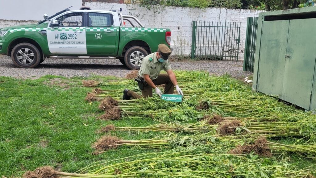 Carabineros decomisa 200 plantas de marihuana ocultas en una quebrada en Hualañé