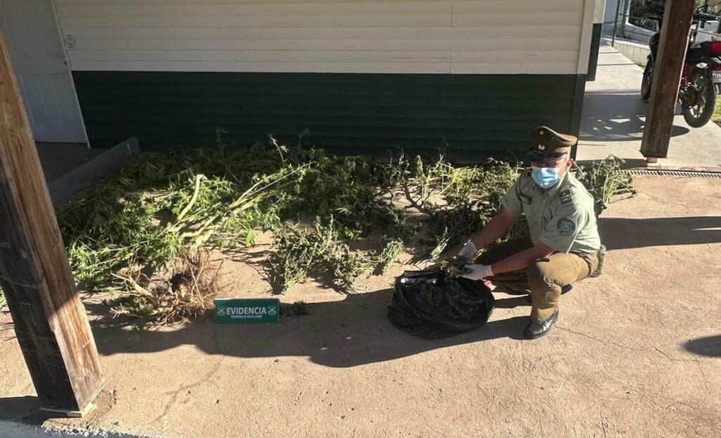 Detienen a joven de 25 años tras incautación de más de tres kilos de marihuana en Hualañé