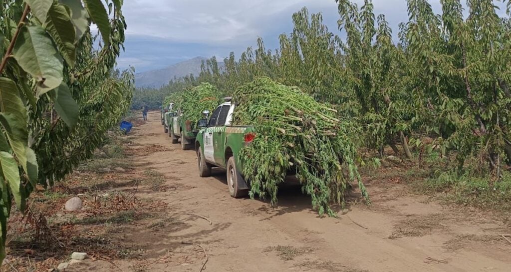 Escondidas entre eucaliptos: Hallan 500 plantas de marihuana de hasta dos metros en sector rural de Molina