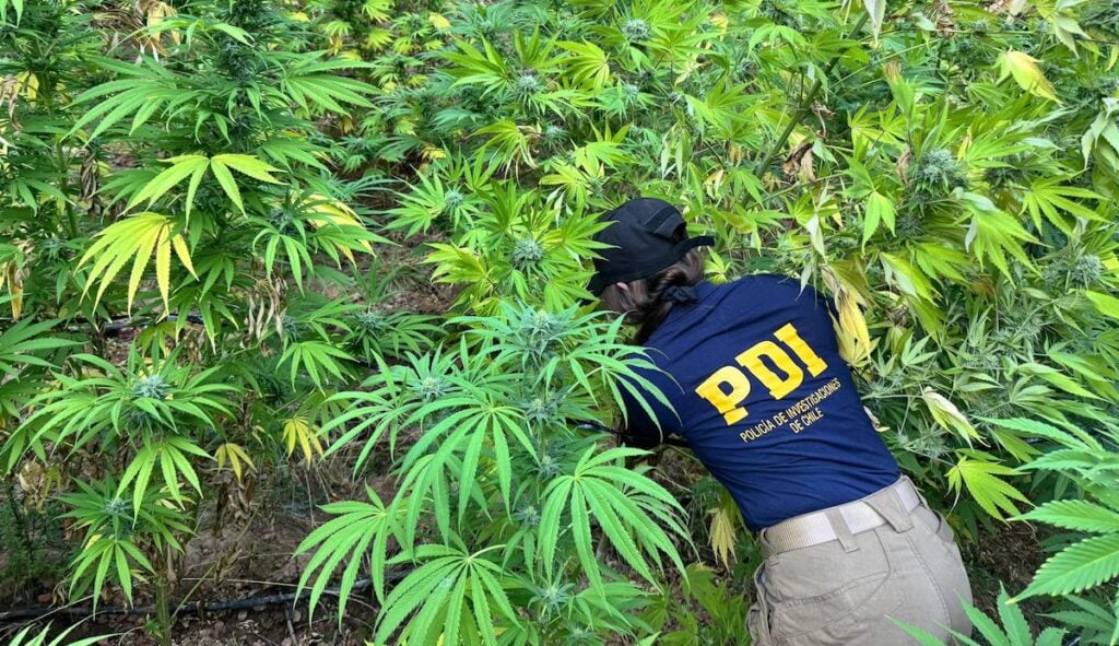 PDI incauta más de 400 plantas de cannabis ocultas en sectores rurales de Licantén, Longaví y Colbún