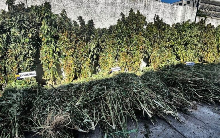 Operativo antinarcóticos: PDI incauta más de 1.700 plantas de cannabis en San Clemente, Retiro y Longaví