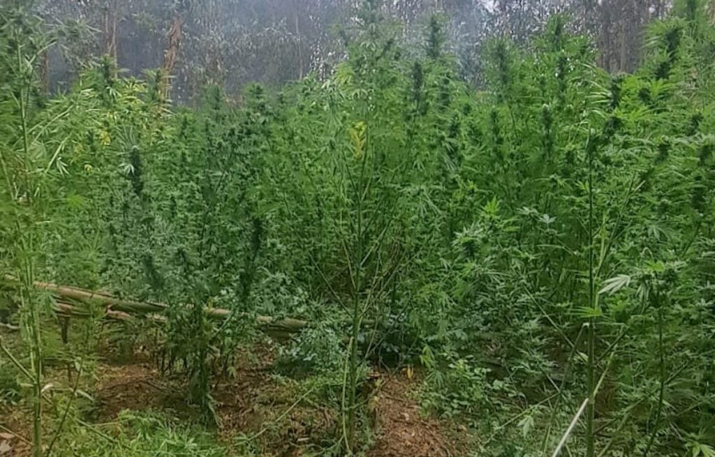 Incendio forestal en Molina deja al descubierto plantación con más de mil matas de marihuana
