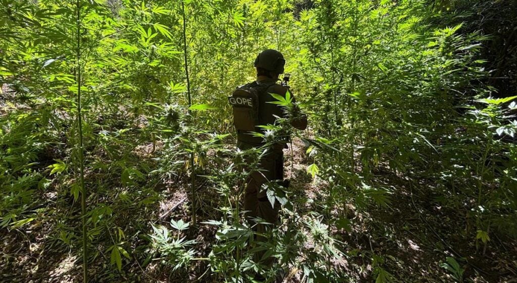 Carabineros incauta y destruye más de 7.400 plantas de marihuana ocultas en la precordillera de Romeral