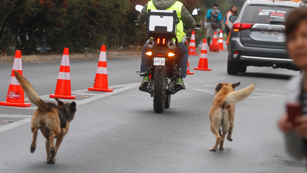Niña de 3 años muere tras brutal ataque de perros en Chillán