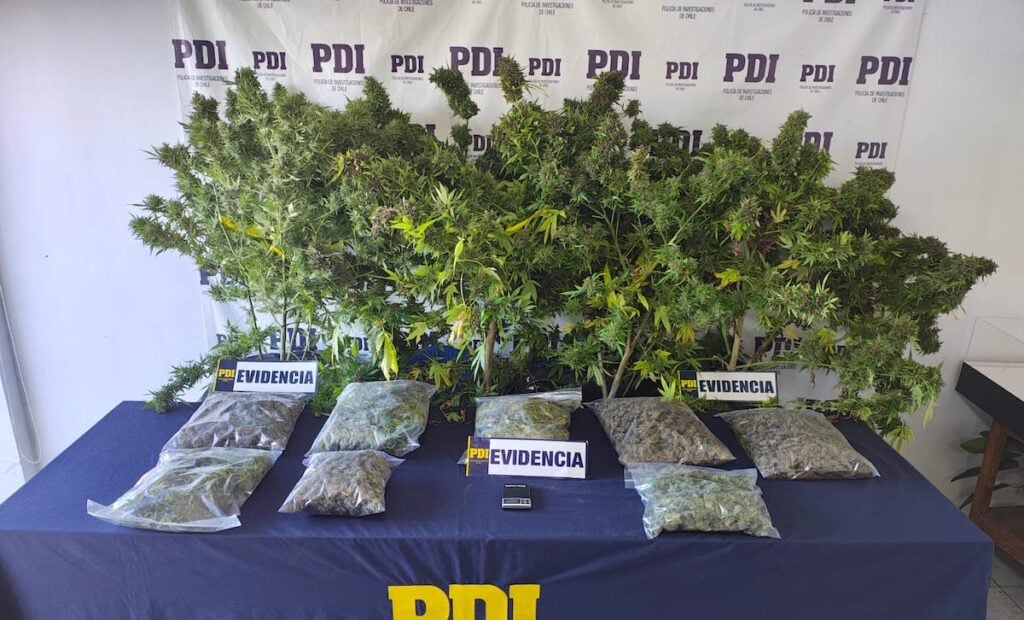 PDI detiene a un sujeto y desbarata cultivo ilegal con más de cuatro kilos de cannabis en Retiro