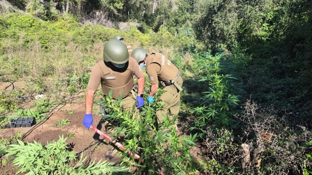 Carabineros incauta más de 70 plantas de marihuana tras denuncia de trabajador agrícola en el sector Agua Fría