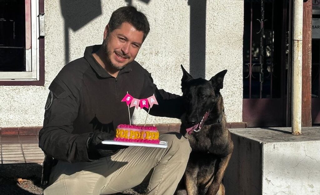 PDI de Curicó celebra el primer año de "Sara", ejemplar canino destacada en la detección de drogas y armamento