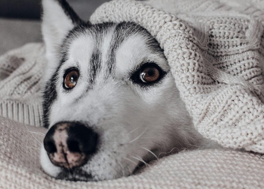 Llegada del frío: Cuidados esenciales para mascotas en bajas temperaturas