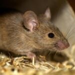 Minsal declaró Alerta Sanitaria por hantavirus desde Atacama a Magallanes