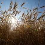 Dramático llamado de los Agricultores del Maule: Advierten fuerte alza en el precio del pan y crisis terminal por bajos retornos