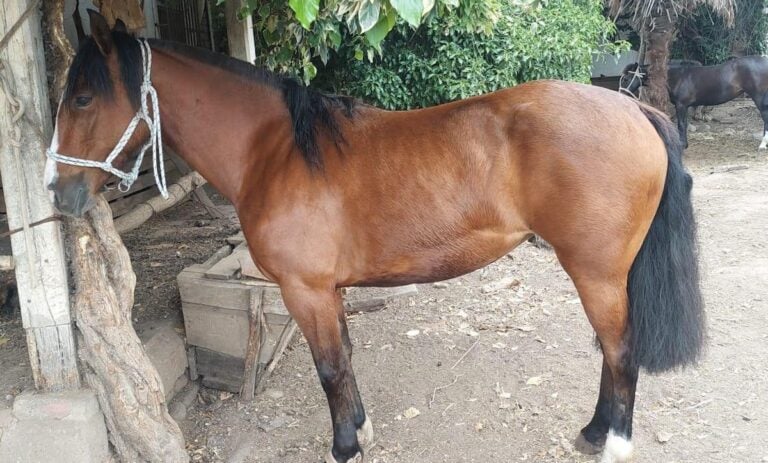Millonario robo en Molina: delincuentes sustraen doce caballos chilenos desde el sector La Palmilla