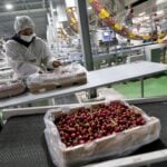 Lluvias primaverales complican a fruticultores del Maule y expertos aconsejan considerar nuevos cultivos