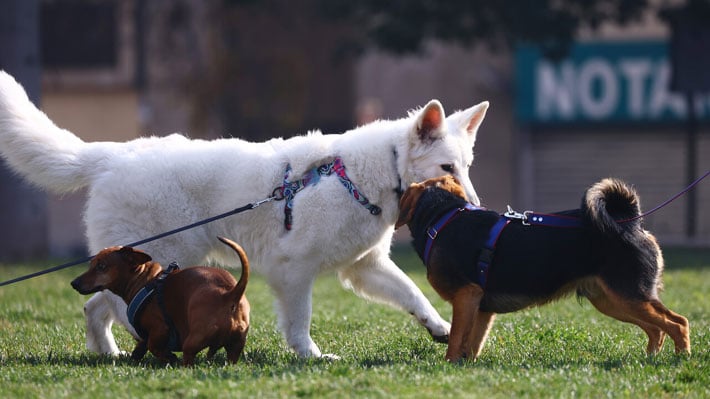 Contraloría Alerta Sobre Posible Mal Uso de Fondos Municipales para Protección Animal