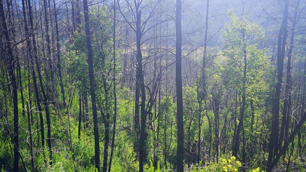 Pinos amenazan la supervivencia del ruil, árbol nativo en peligro crítico en Chile