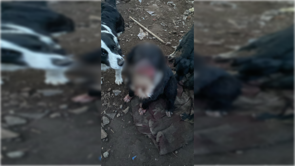 Perro sufre graves lesiones tras ser atacado por persona en el sector surponiente de Curicó