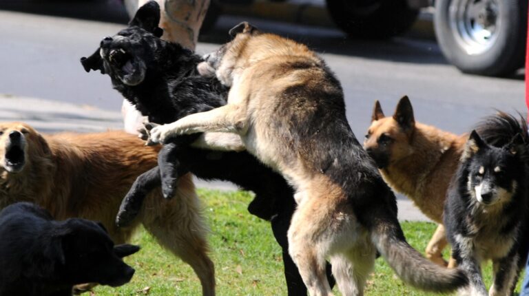 Detienen a dueño de perros que dejaron en estado grave a un hombre en Molina