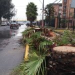 Denuncian tala injustificada de palmeras por parte de CGE en condominio de Curicó