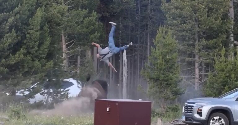Bisonte arremete contra turista en Yellowstone: hombre sufre graves heridas