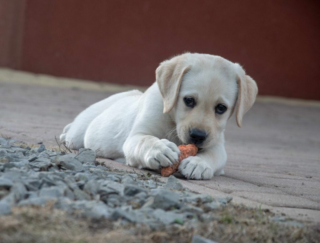 Médico veterinario advierte sobre alimentos peligrosos para perros tras polémica de influencer