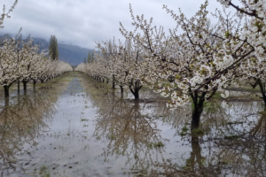 Alerta frutícola: Advierten sobre daños en suelos y aparición de hongos tras intensas lluvias
