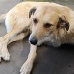 Agrupación animalista de Hualañé exige respuestas tras misteriosa desaparición de conocido perro comunitario
