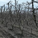 INIA advierte sobre los desafíos para los huertos de cerezos ante pronóstico de una primavera cálida y lluviosa