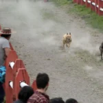 Cámara Baja aprueba proyecto para prohibir carreras de galgos en Chile