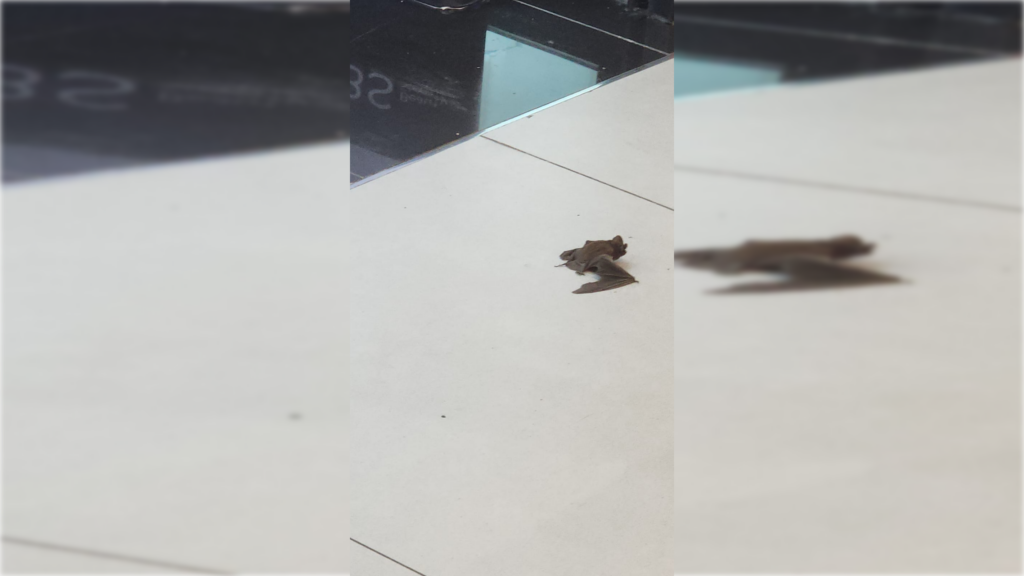 Murciélago cayó desde el techo al interior de una tienda en Mall Curicó