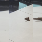 Murciélago cayó desde el techo al interior de una tienda en Mall Curicó