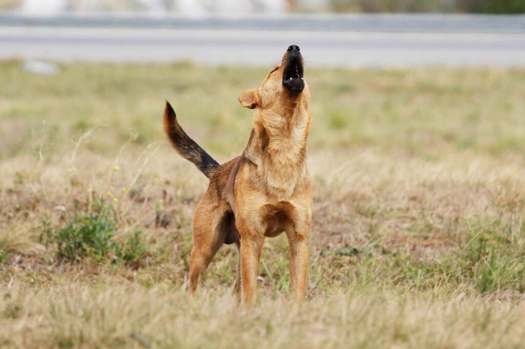 Diputado Muñoz aclara polémica por ley de perros asilvestrados: "Aquí no se trata de salir a matar ni cazar animales"