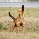 Diputado Muñoz aclara polémica por ley de perros asilvestrados: "Aquí no se trata de salir a matar ni cazar animales"