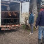 Carabineros desarticula banda de cuatreros: recuperan 14 vacunos y un camión robado tras persecución