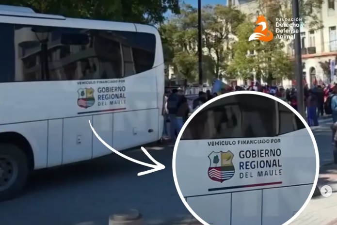 Municipio de Rauco y Gobierno Regional descartan traslado de "galgueros" en bus institucional