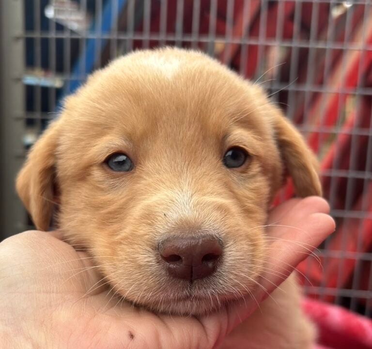 Curicó invita a masiva jornada de adopción de perritos para este domingo
