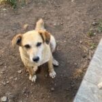 Denuncian en Fiscalía a sujeto que atacó y dejó grave a perrita comunitaria que debió ser eutanasiada en Molina