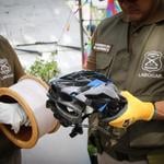 Dos accidentes por hilo curado en Curicó y Pencahue activan alerta previa a Fiestas Patrias
