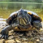 PDI descubre peces genéticamente modificados y tortuga protegida en locales de mascotas del Maule