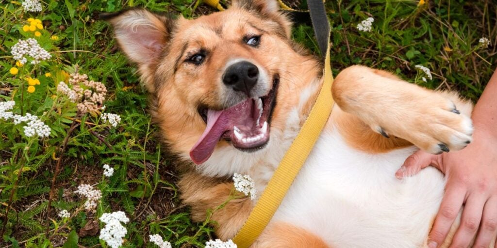 Fiestas Patrias: Peligros de alimentos dieciocheros para mascotas y cómo prevenirlos