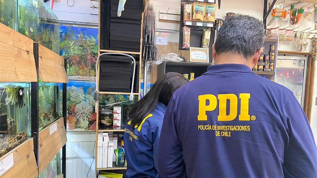 PDI incauta peces transgénicos y especie protegida tras fiscalizaciones en locales comerciales de Curicó y Romeral