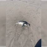 Sernapesca interpone denuncia criminal tras hallazgo de 57 pingüinos muertos en las costas del Maule