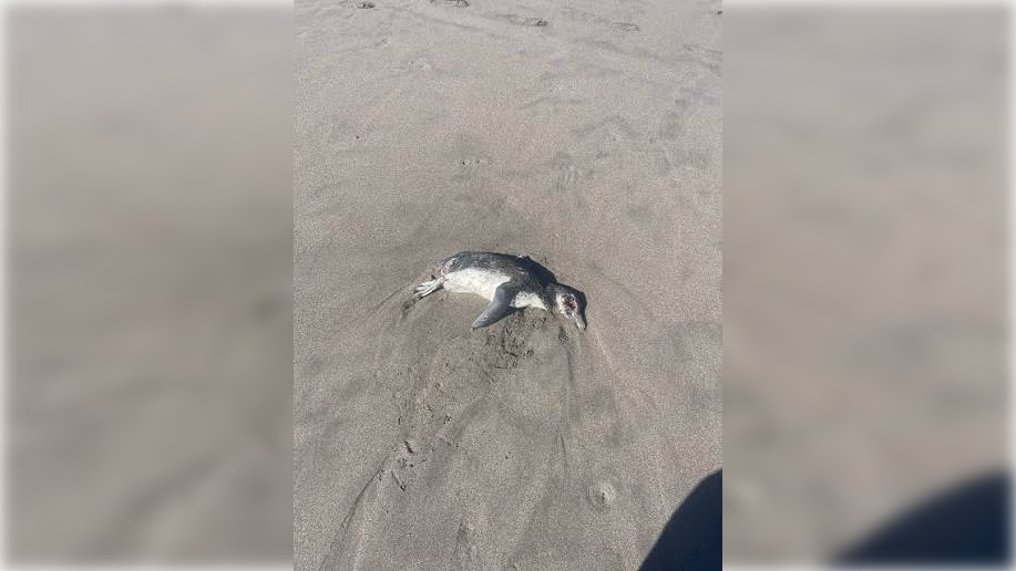 Sernapesca interpone denuncia criminal tras hallazgo de 57 pingüinos muertos en las costas del Maule