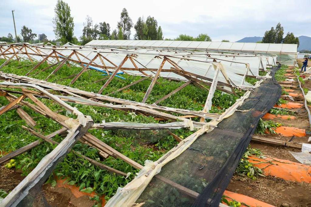Gobierno decreta Emergencia Agrícola en 14 comunas del Maule