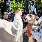 Invitan a tradicional bendición de mascotas en la Gruta de Lourdes para celebrar la Fiesta de San Francisco