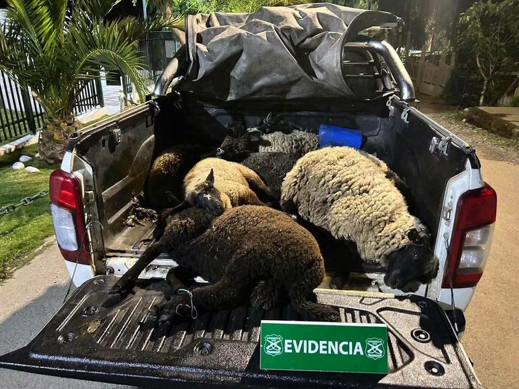 Imputados por abigeato en Vichuquén quedan en libertad con firma mensual tras ser detenidos en Hualañé