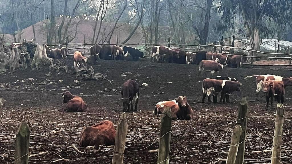 Vecinos de Teno denuncian malos olores y plaga de moscas provocada por predios ganaderos