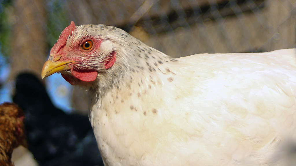 Hombre murió baleado en La Serena tras intentar robar gallinas